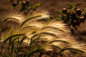 Mały ogród przydomowy